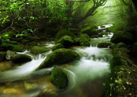 屋久島の神秘的自然が美しすぎる写真