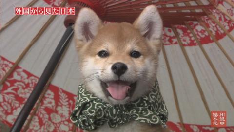 かわいい柴犬の画像