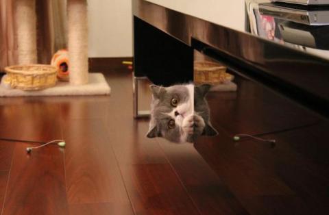 猫や犬の視線を感じる画像