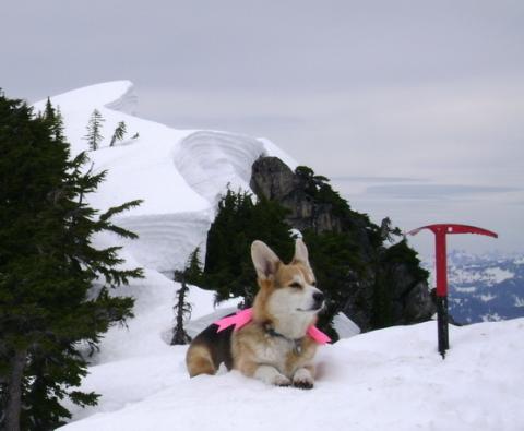 コーギー犬が可愛すぎてやばい写真