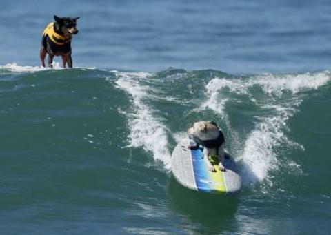 陽気で本当に可愛い動物の写真