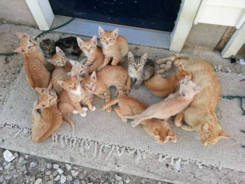 陽気で本当に可愛い動物の写真