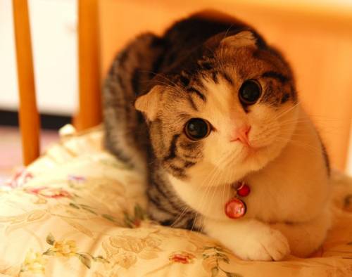 猫につられて首を傾けたら負け！