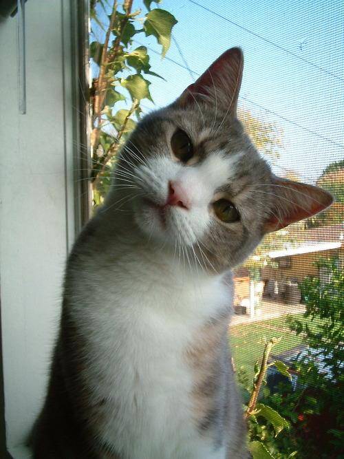 猫につられて首を傾けたら負け！