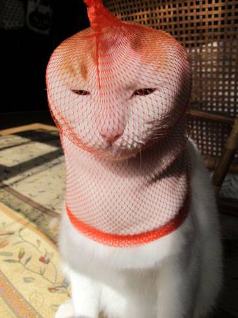 思わず爆笑する画像